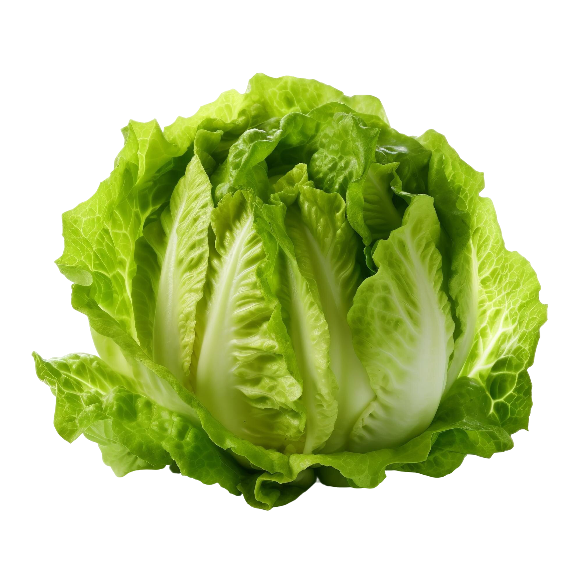 Lechuga aislada sobre fondo blanco