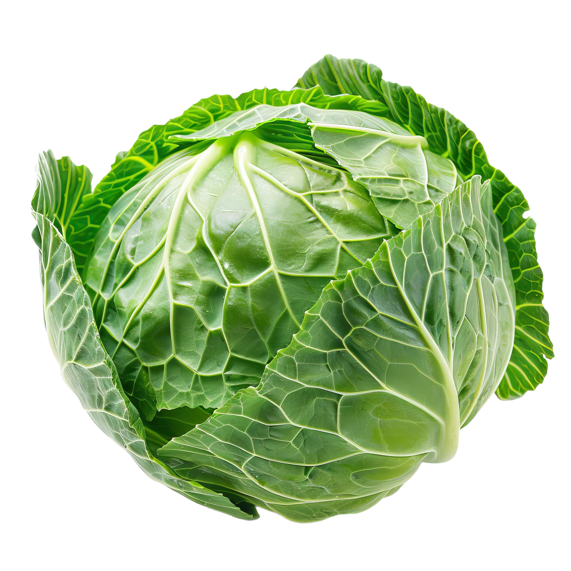 Repollo verde