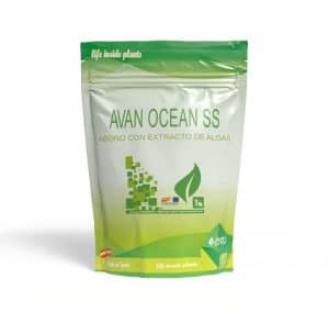 Avan Ocean SS