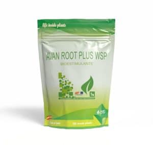 Avan Root Plus WSP