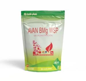 Avan BMg WSP